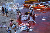 Whale shark slaughtered and cut up in shallow water. Pamilacan, Bohol, Philippines. 1997