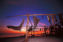 Whale shark fins hung out to dry on beach. Pamilacan, Bohol, Philippines. 1997