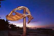 Whale shark jaw hung out to dry on beach. Pamilacan, Bohol, Philippines.