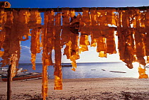Whale shark skin hung out to dry on beach. Pamilacan, Bohol, Philippines. 1997