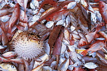 Trawler fish catch with puffer fish, Sulu-Sulawesi seas, Indo-pacific