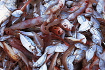 Trawler mixed fish catch. Sulu-sulawesi seas, Indo-pacific