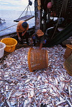 Trawler fish catch on boat. Sulu-sulawesi seas, Indo-pacific