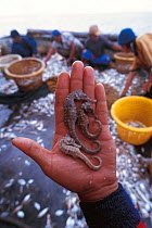 Seahorses caught in trawler fish catch on boat. Sulu-sulawesi seas, Indo-pacific