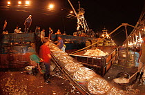 Fish arriving at market, Navotas, Manila, Philippines.