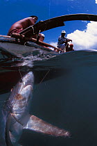 Thresher shark caught in drift net. Philippines.