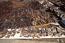 Shark fins and Sea cucumbers drying. Philippines.