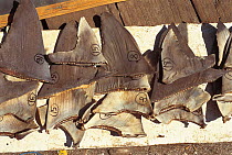 Shark fins drying. Philippines.