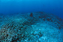 Coral reef blasted by dynamite fishing, Philippines.