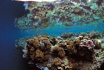 Coral reef at low tide. Philippines, Indo Pacific