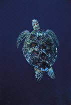 Green turtle swimming {Chelonia mydas} Sulu-Sulawesi seas, Indo Pacific