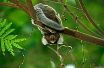 Tufted ear marmoset hanging upside down {Callithrix jacchus jacchus} Ilha Grande, Brazil.