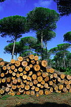 Italian stone pine trees and cut logs {Pinus pinea} Cadiz, Spain