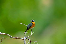 White throated robin {Irania gutturalis} male Nemrut Dagi, Turkey