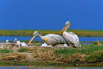 Dalmatian pelicans at nest with chicks {Pelecanus crispus} Karine Golu, Turkey