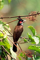 Red whiskered bulbul with insect prey {Pycnonotus jocosus} India.