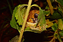 Ashy prinia / Wren warbler chicks in nest {Prinia socialis} India