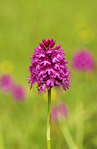 Pyramidal orchid (Anacamptis pyramidalis), Yorkshire, England, UK