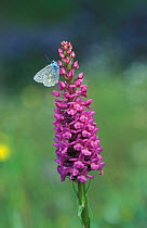 Common blue butterfly male {Polyommatus icarus} on Fragrant orchid. UK Derbyshire