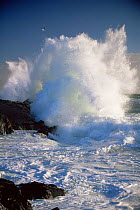 Wave breaking on coast of Bird Island, Lamberts Bay, South Africa
