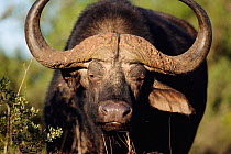 Cape buffalo male {Syncerus caffer caffer} Addo Elephant NP, South Africa