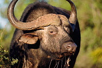 Cape buffalo male {Syncerus caffer caffer} Addo-Elephant NP, S Africa