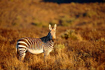 Cape mountain zebra {Equus zebra zebra} Karoo NP, South Africa