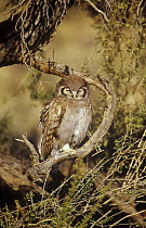 Giant eagle owl {Bubo lacteus} perched with nictating membranes covering eyes, Kgalagadi Transfrontier NP, South Africa