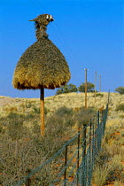 Sociable weaver nest on telegraph pole {Philetairus socius} South Africa