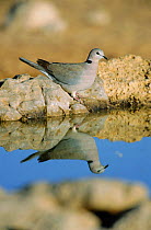 Ring necked dove at waterhole {Streptopelia capicola} Kgalagadi TFP, South Africa