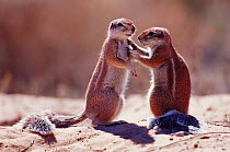 Cape ground squirrels interacting  {Xerus inauris}  Kgalagadi TFP, South Africa