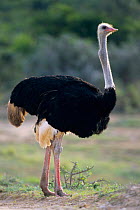 Ostrich {Struthio camelus} male in breeding plumage with red legs, Addo Elephant rserve, South Africa