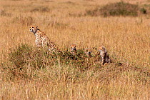 Female Cheetah with three cubs {Acinonyx jubatus} Masai Mara, Kenya