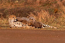 Cheetah suckling cubs by side of track {Acinonyx jubatus} Masai Mara, Kenya
