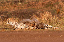 Cheetah suckling cubs by side of track {Acinonyx jubatus} Masai Mara, Kenya