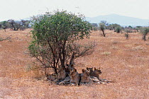 Lion pride resting in shade of tree {Panthera leo} Samburu NR, Kenya