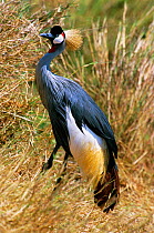 Crowned crane {Balearica regulorum} Masai Mara, Kenya