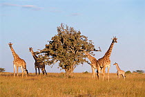 Masai giraffe herd {Giraffa camelopardalis tippelski} Masai Mara, Kenya