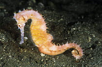 Thorny seahorse {Hippocampus histrix} Lembeh strait, Sulawesi, Indonesia