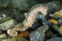 Thorny seahorse {Hippocampus histrix} Anilao, Batangas, Philippines