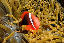 Tomato anemonefish {Amphiprion frenatus} amongst tentacles of Magnificent sea anemone. Batangas, Philippines  {Heteractis magnifica}