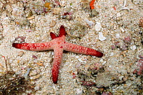 Orange starfish (seastar) regenerating arms {Echinaster luzonicus} Batangas, Philippines