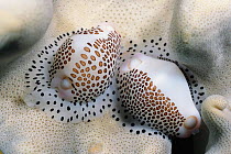 Warted egg cowries {Calpurnus verrucosus} feed on Mushroom leather coral {Sarcophyton sp} Philippines