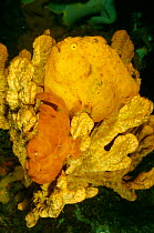 Painted frogfish pair mating {Antennarius pictus} female fish is yellow. Sulawesi, Indonesia