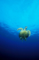 Green turtle swimming {Chelonia mydas} Sipadan, Malaysia, Indo Pacific