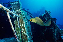 Green moray eel {Gymnothorax funebris} on ship wreck. Cayman brac, BWI, Caribbean. Russian destroyer 356 was sunk in 1996 to create artificial reef.