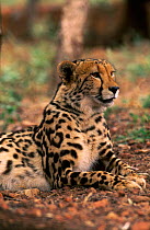 King Cheetah portrait {Acinonyx jubatus} De Wildt Wildlife Sanctuary South Africa