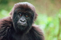 Young Mountain gorilla {Gorilla g beringei} Virunga NP, Democratic Rep of Congo