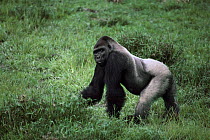 Silverback Western lowland gorilla crosses bai clearing in rainforest {Gorilla gorilla gorilla } Odzala NP Democratic Republic of Congo.