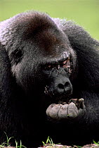 Silverback Western lowland gorilla eats soil for mineral content {Gorilla gorilla gorilla} Odzala NP, Democratic Republic of Congo.